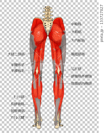 小腿後側肌肉 133727827