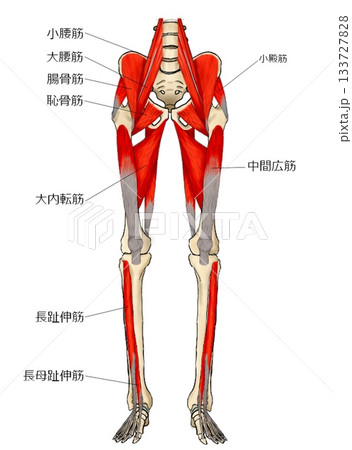 下肢前面の深層筋 下肢前面の深層筋 133727828
