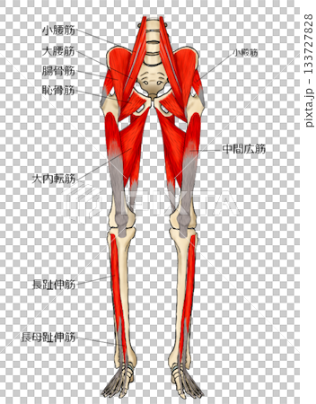 Deep muscles on the front of the lower limbs 133727828
