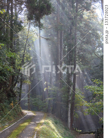 神秘的な森、光芒、森に差し込む光 133728023