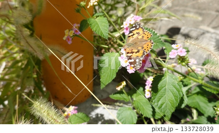 美しい蝶 美しい蝶 133728039