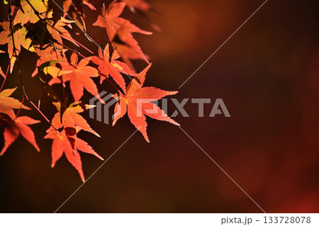 真っ赤な紅葉 真っ赤な紅葉 133728078