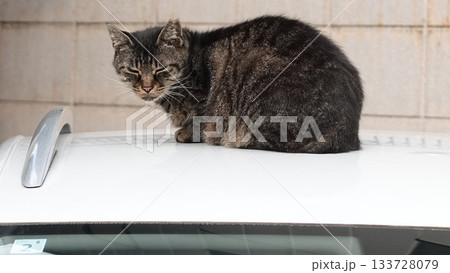 かわいい野良猫 かわいい野良猫 133728079