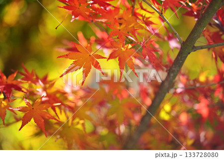 鮮やかな紅葉 鮮やかな紅葉 133728080