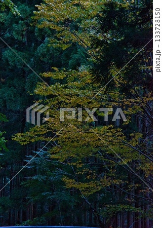 氷ノ山　登山の風景 133728150