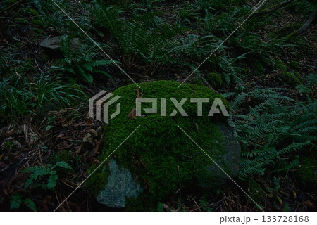 氷ノ山　登山の風景 133728168
