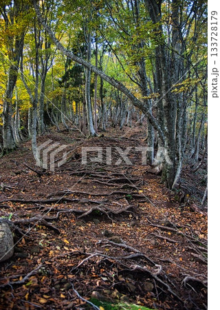 氷ノ山 登山の風景 氷ノ山 登山の風景 133728179