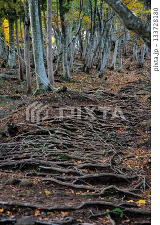 氷ノ山　登山の風景 133728180