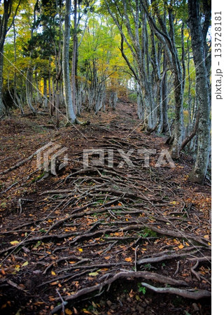 氷ノ山　登山の風景 133728181