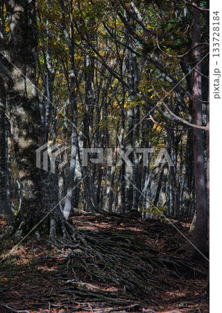 氷ノ山　登山の風景 133728184