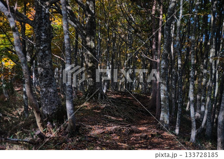 氷ノ山 登山の風景 氷ノ山 登山の風景 133728185