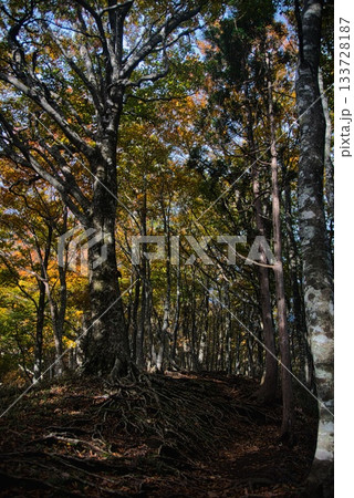 氷ノ山　登山の風景 133728187