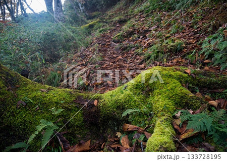 氷ノ山　登山の風景 133728195