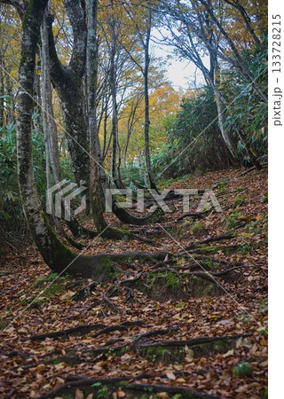氷ノ山　登山の風景 133728215
