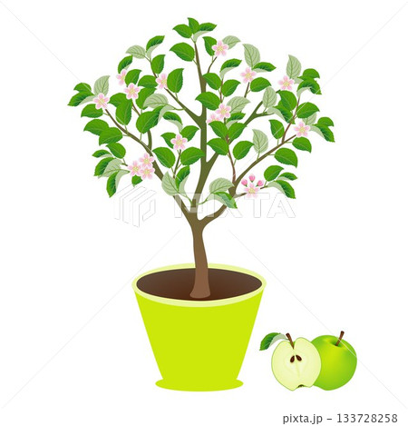 Apple tree in a pot with flowers and fruits on white. 133728258