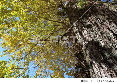 樹齢1200年の長者の大銀杏を見上げる　（高知県　仁淀川町） 133728303