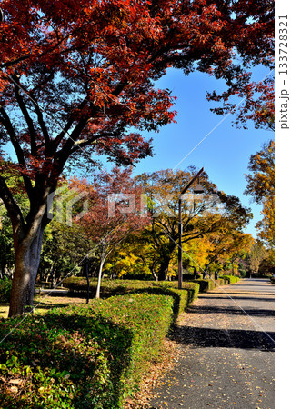 東京　都立水元公園 晩秋の紅葉 133728321