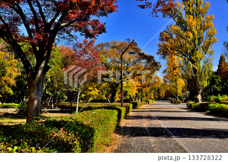 東京　都立水元公園 晩秋の紅葉 133728322