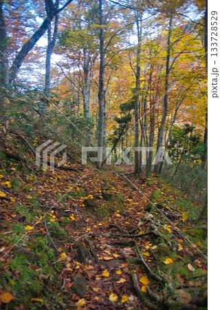氷ノ山　登山の風景 133728529