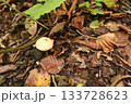 落ち葉の中に顔を出す小さなきのこ 133728623