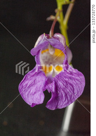 花が帆掛け船を吊り下げたように見えることに由来するツリフネソウ 133728770