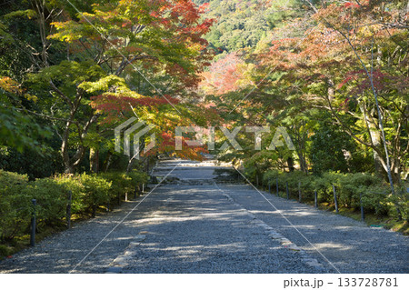 小倉山二尊院 色づき始めた紅葉の馬場6 小倉山二尊院 色づき始めた紅葉の馬場6 133728781