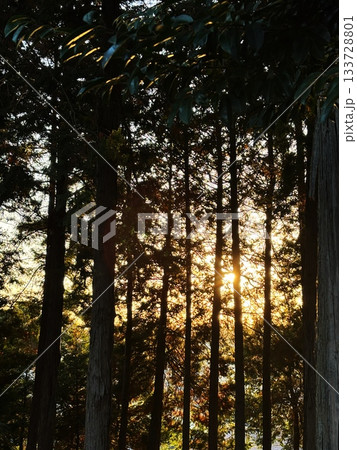 夕暮れの針葉樹林:木漏れ日と林のシルエット 夕暮れの針葉樹林:木漏れ日と林のシルエット 133728801