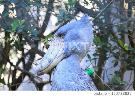 ハシビロコウ　＜千葉市動物公園　じっと＞ 133728823