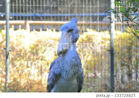 ハシビロコウ　＜千葉市動物公園　じっと＞ 133728825