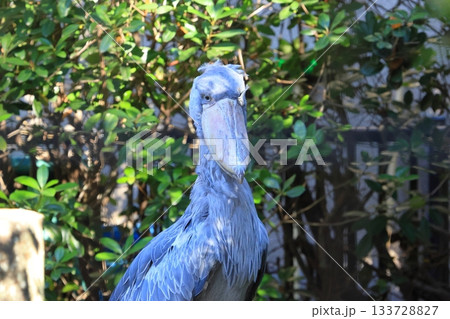 ハシビロコウ <千葉市動物公園 じっと> ハシビロコウ <千葉市動物公園 じっと> 133728827