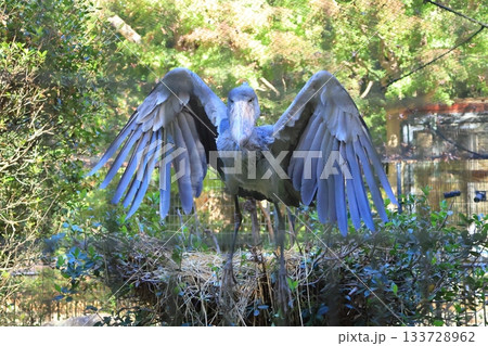 ハシビロコウ　＜千葉市動物公園　じっと＞ 133728962