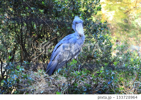 ハシビロコウ <千葉市動物公園 じっと> ハシビロコウ <千葉市動物公園 じっと> 133728964