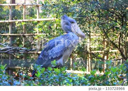 ハシビロコウ　＜千葉市動物公園　じっと＞ 133728966