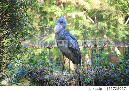 ハシビロコウ　＜千葉市動物公園　じっと＞ 133728967