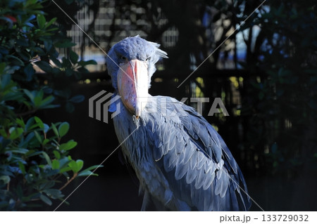 ハシビロコウ　＜千葉市動物公園　しずか＞ 133729032
