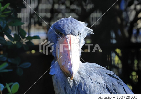 ハシビロコウ　＜千葉市動物公園　しずか＞ 133729033