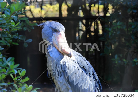 ハシビロコウ　＜千葉市動物公園　しずか＞ 133729034