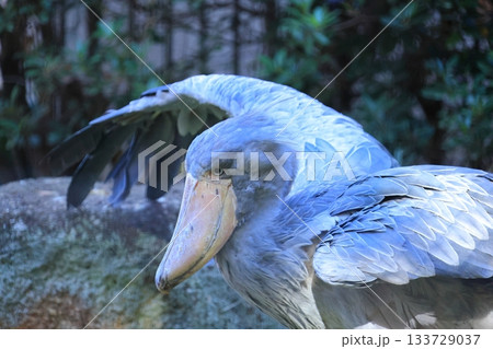 ハシビロコウ　＜千葉市動物公園　しずか＞ 133729037