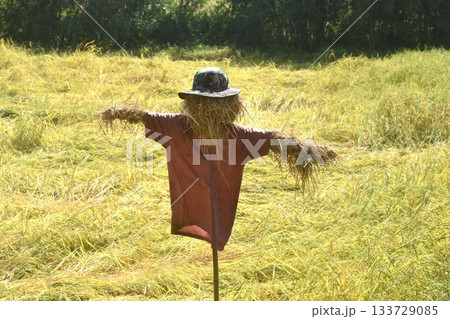 scarecrow in rice paddy growing on branch and flowing from wind blow in farm on sunny day scarecrow in rice paddy growing on branch and flowing from wind blow in farm on sunny day 133729085
