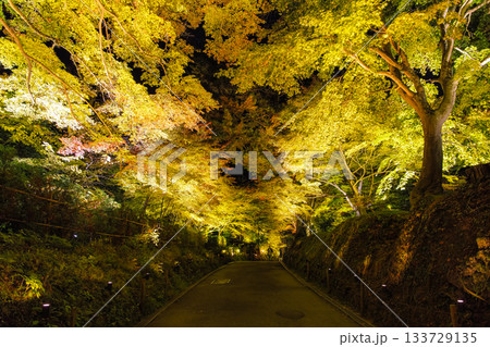 岩手県平泉町 秋の中尊寺、ライトアップされた参道 岩手県平泉町 秋の中尊寺、ライトアップされた参道 133729135