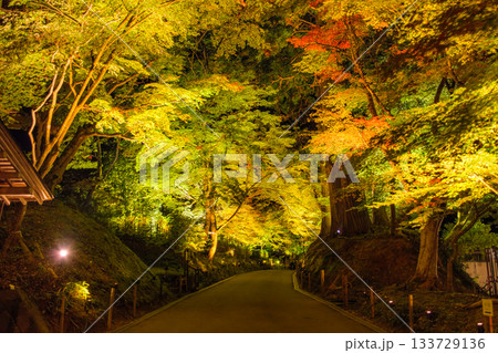 岩手県平泉町 秋の中尊寺、ライトアップされた参道 岩手県平泉町 秋の中尊寺、ライトアップされた参道 133729136