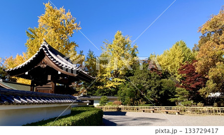 秋晴れの青空と黄金色の銀杏に彩られた岡崎城二の丸能楽堂〈岡崎公園/愛知県岡崎市〉 秋晴れの青空と黄金色の銀杏に彩られた岡崎城二の丸能楽堂〈岡崎公園/愛知県岡崎市〉 133729417