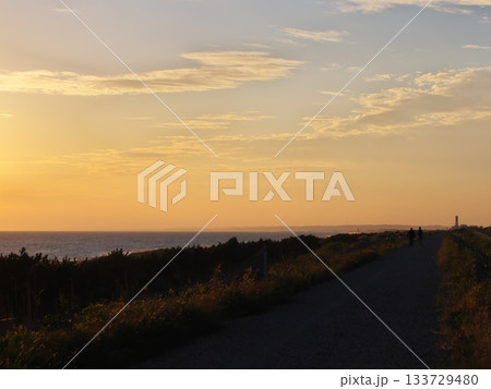 秋の夕方に中田島砂丘沿岸域防潮堤に咲く黄色い花々 133729480