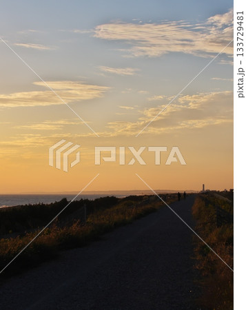 秋の夕方に中田島砂丘沿岸域防潮堤に咲く黄色い花々 秋の夕方に中田島砂丘沿岸域防潮堤に咲く黄色い花々 133729481