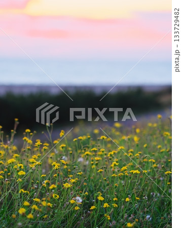 秋の夕方に中田島砂丘沿岸域防潮堤に咲く黄色い花々 133729482