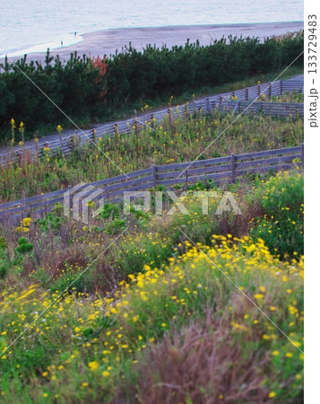 秋の夕方に中田島砂丘沿岸域防潮堤に咲く黄色い花々 秋の夕方に中田島砂丘沿岸域防潮堤に咲く黄色い花々 133729483