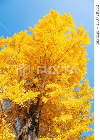 秋の太子橋中公園 133729552