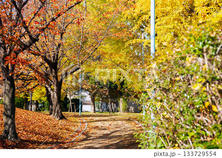 秋の太子橋中公園 秋の太子橋中公園 133729554