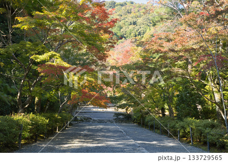 小倉山二尊院 色づき始めた紅葉の馬場8 小倉山二尊院 色づき始めた紅葉の馬場8 133729565