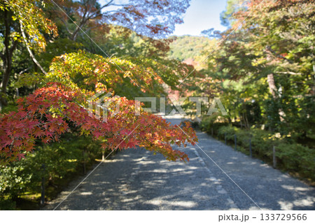 小倉山二尊院 色づき始めた紅葉の馬場9 小倉山二尊院 色づき始めた紅葉の馬場9 133729566